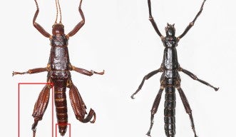 幻の昆虫「ロードハウナナフシ」は生きていた ―― 再発見の物語 | 沖縄